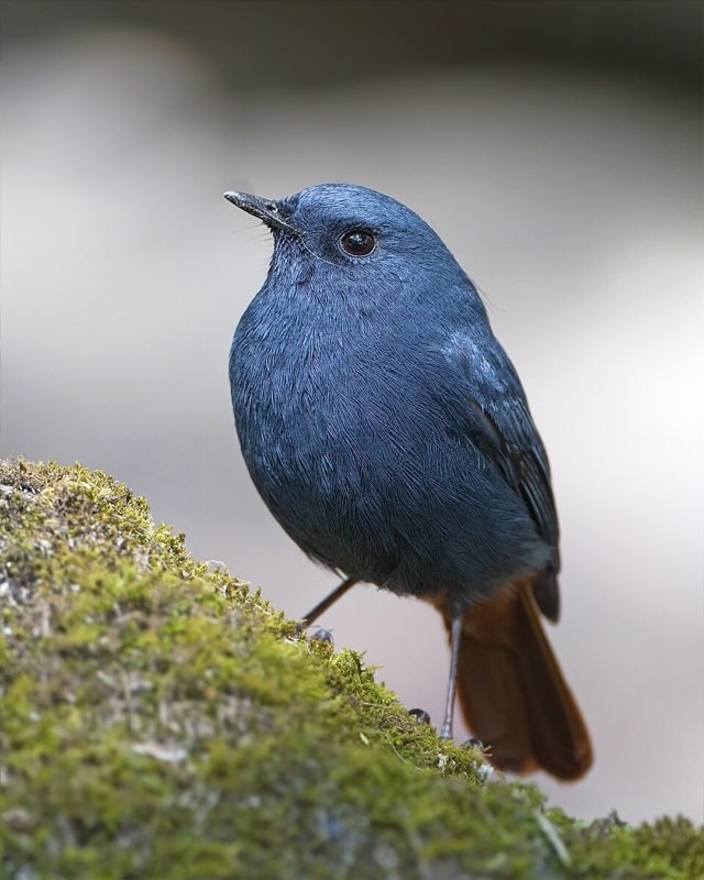 Waterroodstaart (Phoenicurus fuliginosus) in Thailand