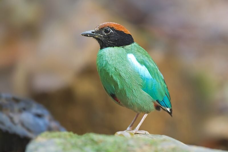 Westelijke kappitta (Pitta sordida) in Thailand