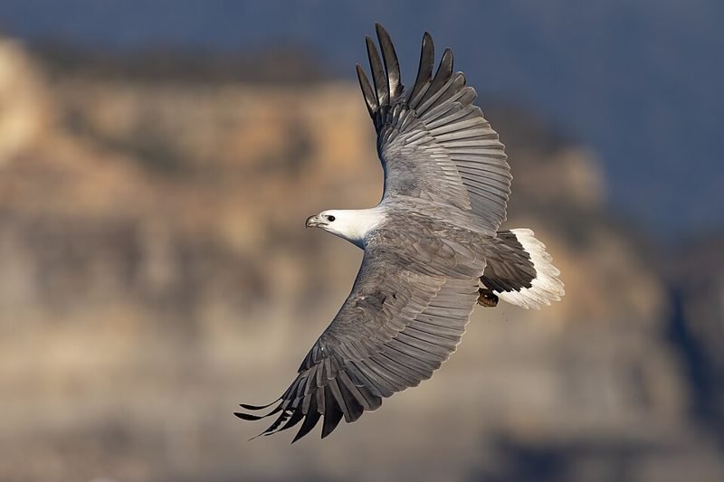 Witbuikzeearend (Haliaeetus leucogaster) in Thailand