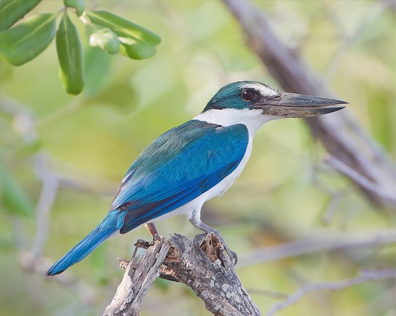 Witkraagijsvogel (Todiramphus chloris) in Thailand
