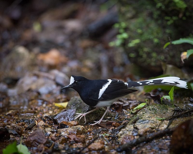 Witkruinvorkstaart (Enicurus leschenaulti) in Thailand