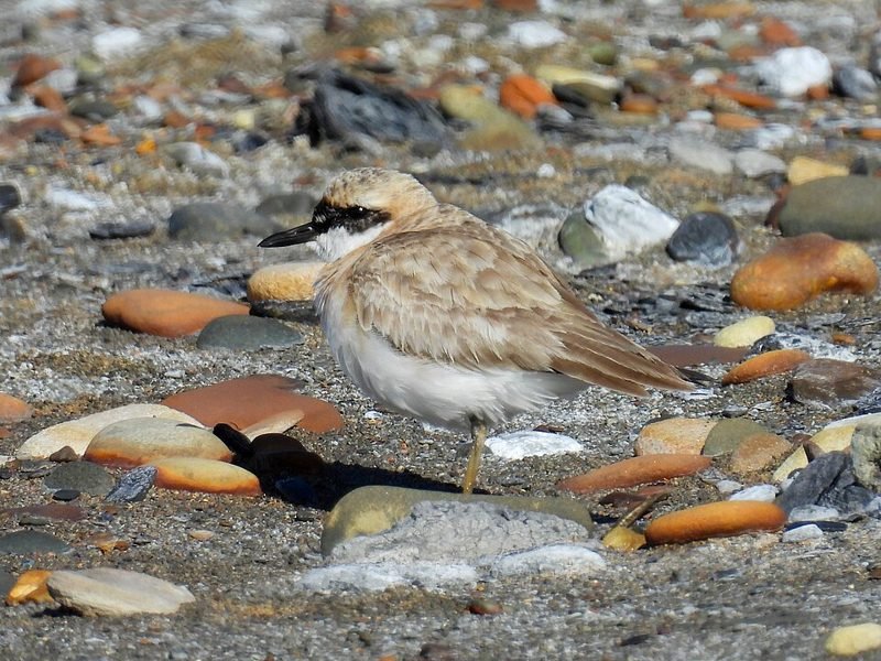 Woestijnplevier (Charadrius leschenaultii) in Thailand