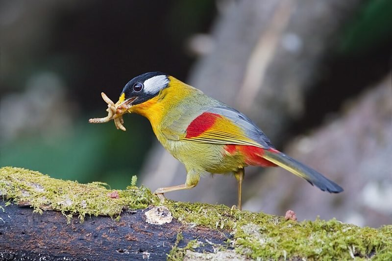 Zilveroortimalia (Leiothrix argentauris) in Thailand