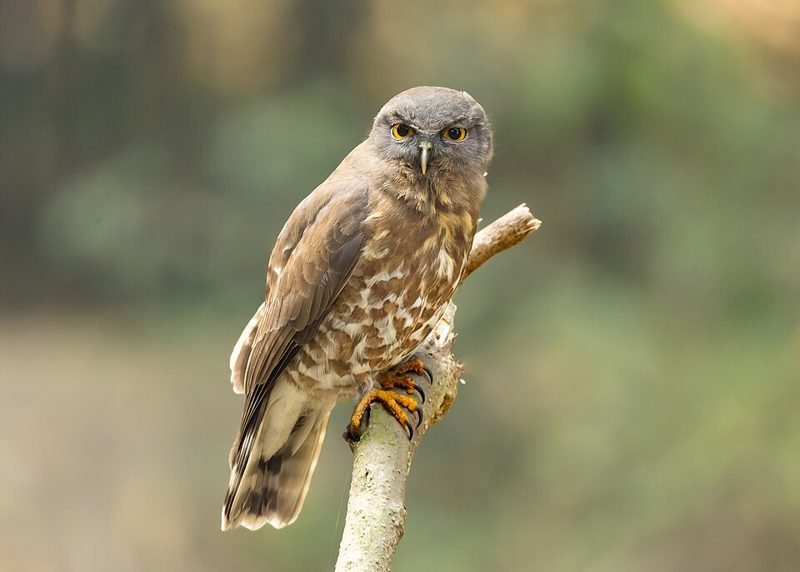 Zuid-Aziatische boeboekuil (Ninox scutulata) in Thailand