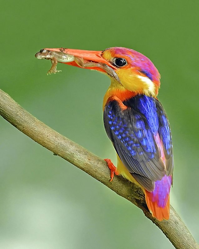Zwartrugdwergijsvogel (Ceyx erithaca) in Thailand